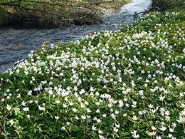 Anemonenblüte am Schwarzbach